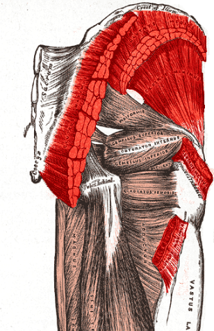 Screenshot_2020-03-24 Gluteus_muscles PNG (PNG-kuva, 358 × 1000 kuvapistettä) - Pienennetty (72 % alkuperäisestä)