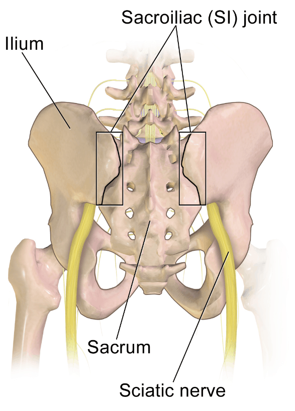 Screenshot_2020-03-24 Sacroiliac_Joint png (PNG-kuva, 1500 × 1500 kuvapistettä) - Pienennetty (48 % alkuperäisestä)